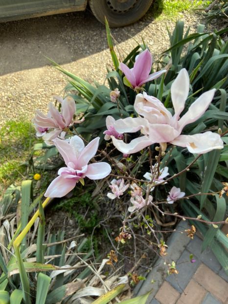 1F531E28-C4F4-4BA0-9E62-5A9142046190 - Gradina primavara 2020