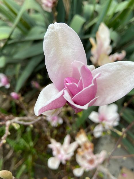 CB4914C6-9051-4E19-B44A-58A8BB27DD6D - Gradina primavara 2020