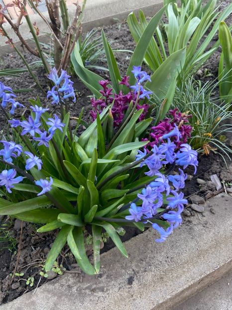 D78A2E27-9034-48CB-B426-B1F3AC04FA49 - Gradina primavara 2020