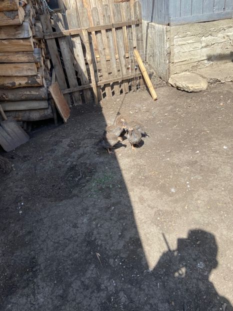 9CCB3FEA-4C61-4A8D-937C-C2DD6DF7862D - Bibilici-picheri 2020