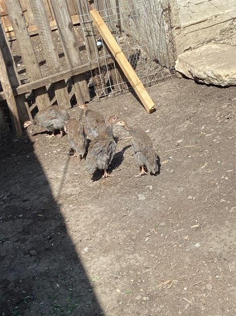 2FCAA508-9984-4E10-86A2-F01545740A79 - Bibilici-picheri 2020