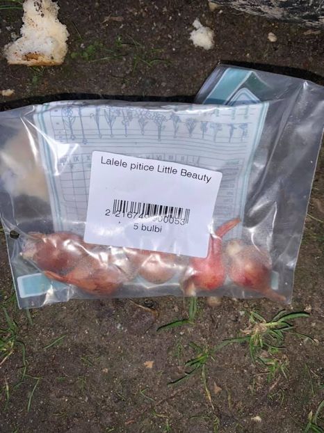 Vita de vie ( multe sortimente) Coacăz negru Vernissage Goji Big Berry Afin Blue Star Cătina Orange - ACHIZITII 2019