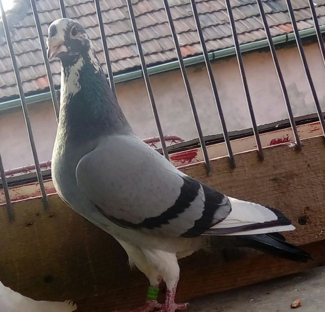 20200327_160407-1 - porumbei