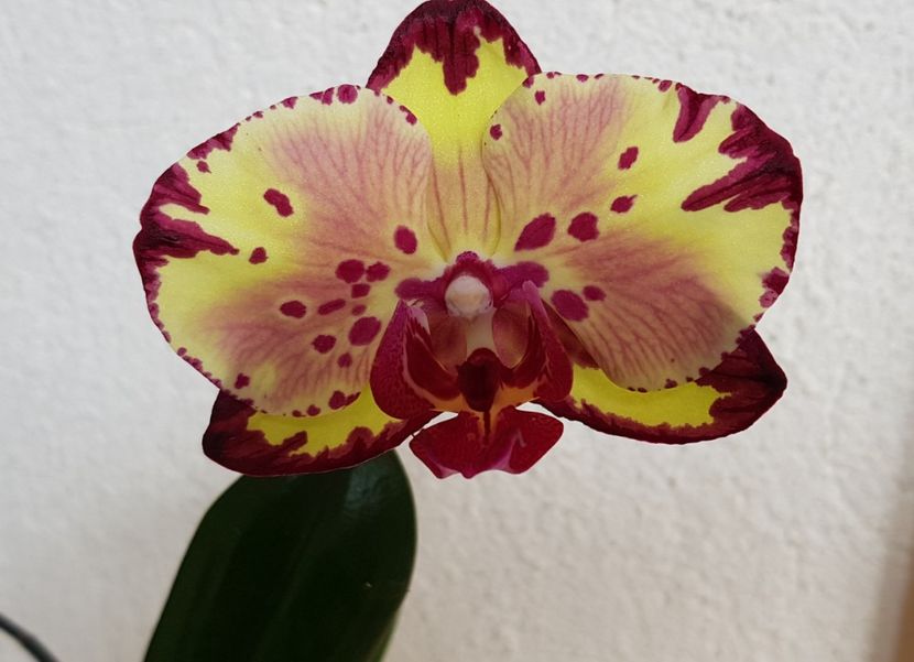 Miki Crown 16 - Phalaenopsis 1