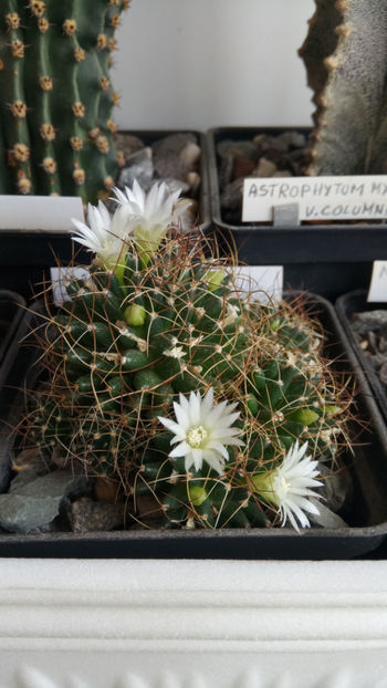 19.04.2020 - Mammillaria decipiens
