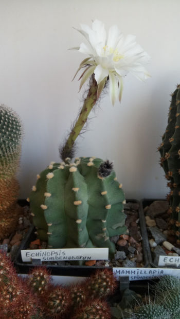 18.04.2020 - Echinopsis subdenudata