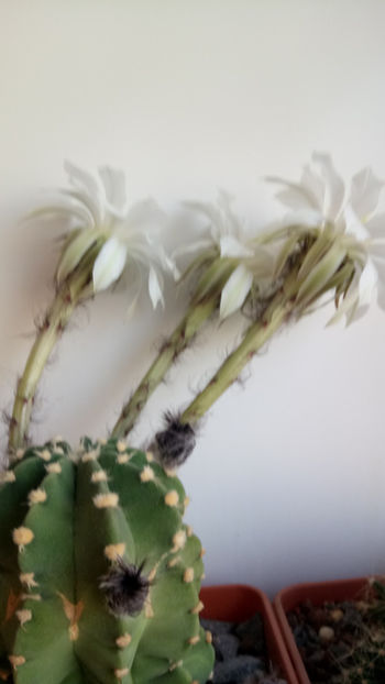 18.04.2020 - Echinopsis subdenudata