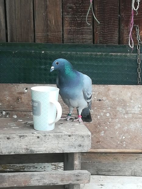 La o cafea! - Lot 2020