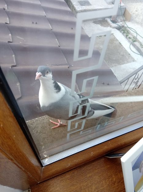  - Jucători de Galați