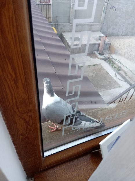  - Jucători de Galați