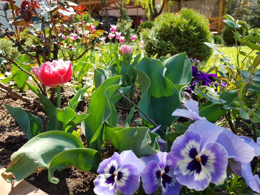 Lalele plantate in toamna ! Mai mult frunze ! De ce oare ? - 2020 Aprilie Gradina Rozelor