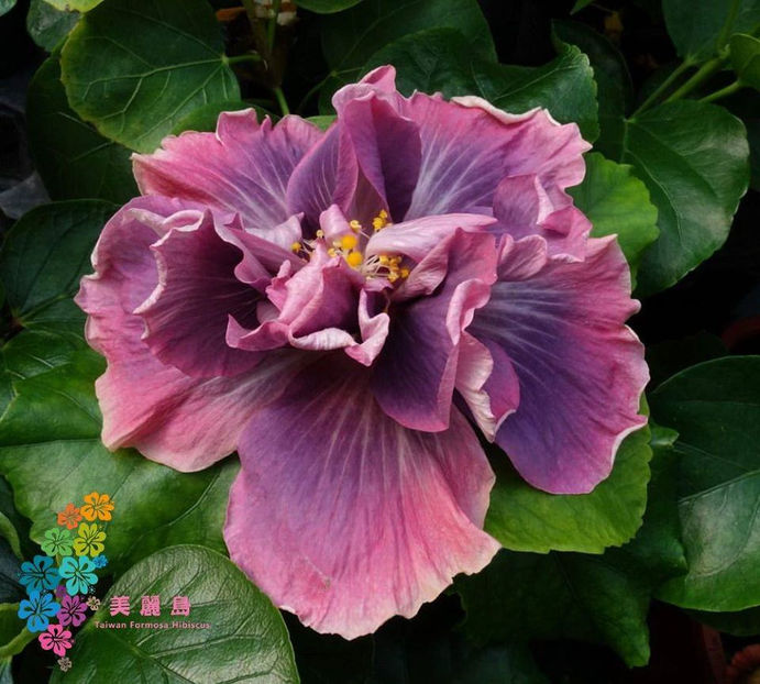  - D Sakura Blue Crescent Spring