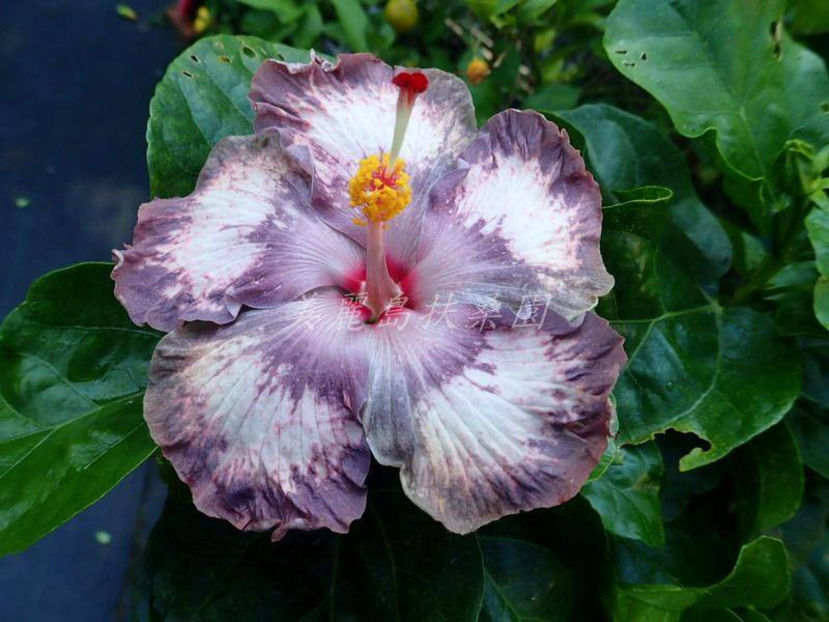  - Taiwan Arctic Princess