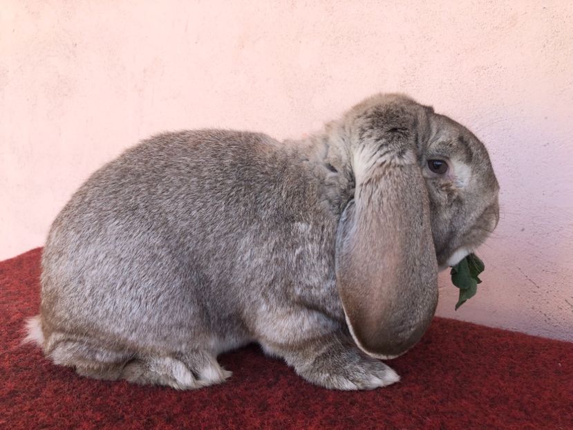 A0C315B2-E269-40A9-AFC0-9D633FE8EA61 - MASCUL BERBEC 2 Chinchila