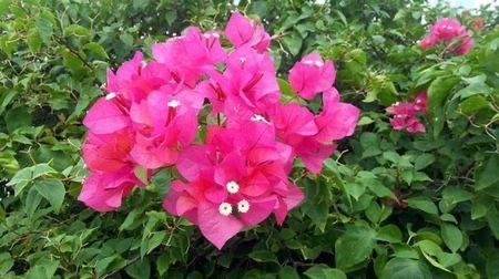 BE5E46C6-C358-491B-BC7B-03E7E80DE081 - Dorinte