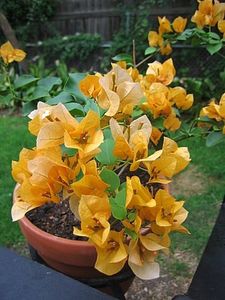 CC22D753-747D-4DCE-B4BC-C6316DAC4C73 - Dorinte