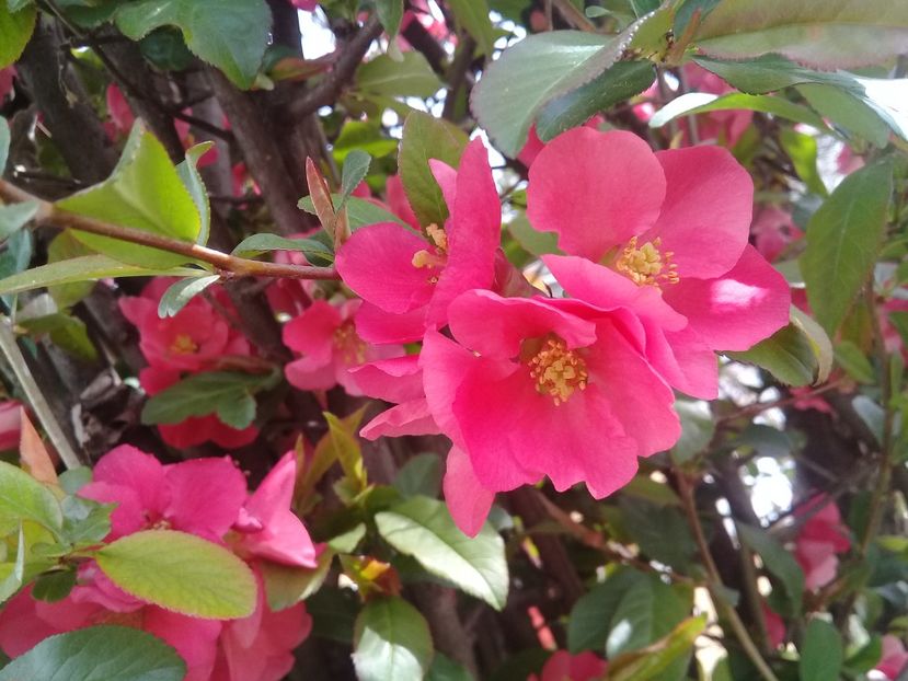  - Chaenomeles japonica-Gutui japonez