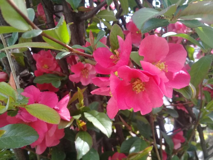  - Chaenomeles japonica-Gutui japonez