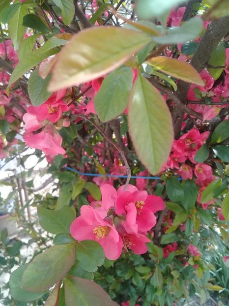 - Chaenomeles japonica-Gutui japonez