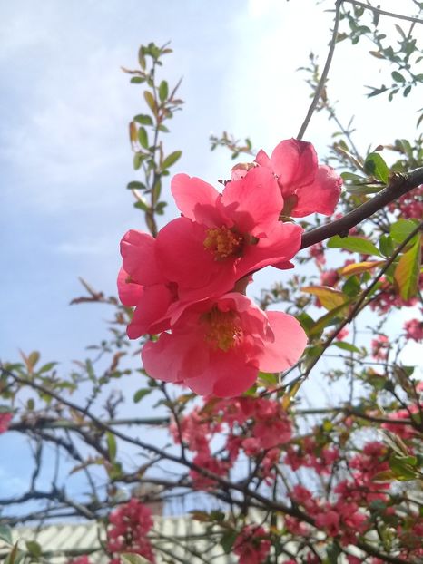  - Chaenomeles japonica-Gutui japonez