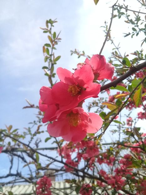  - Chaenomeles japonica-Gutui japonez