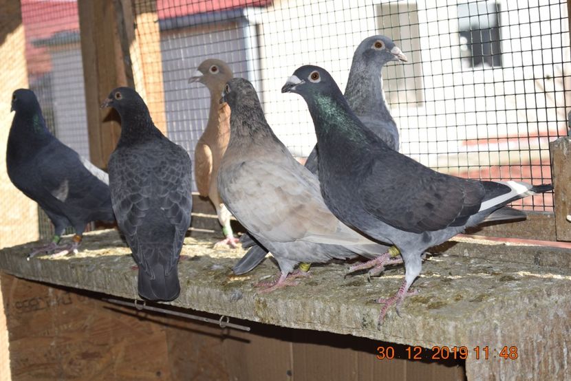 _DSC0161 - Porumbei 2020