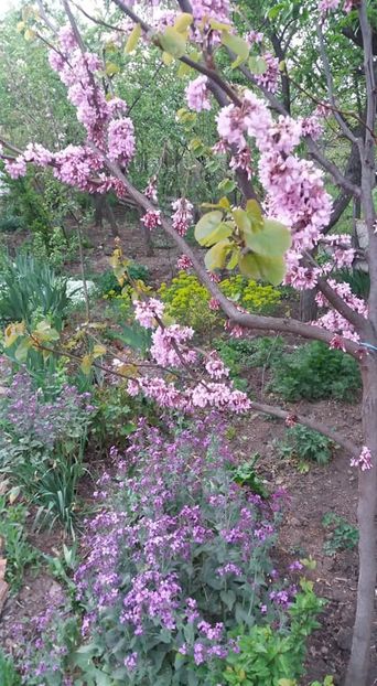  - A - A-Gradina de flori 2020