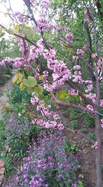  - A - A-Gradina de flori 2020