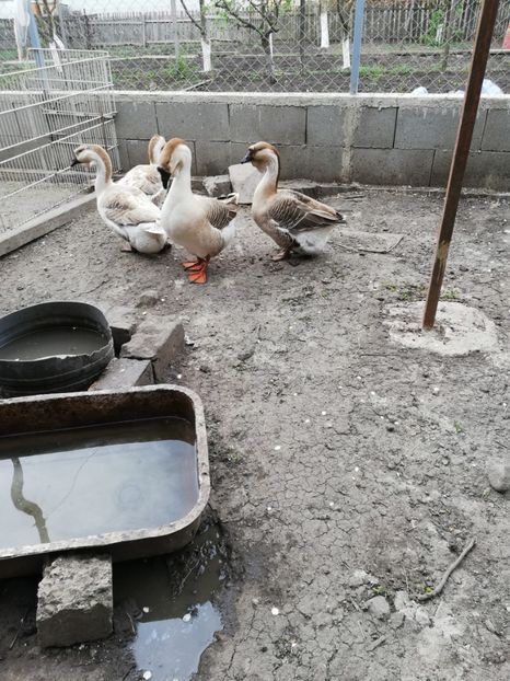  - A2 Gaste africane 2020