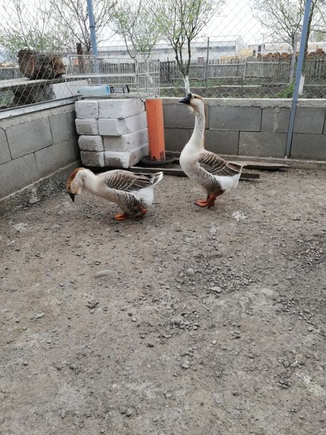  - A2 Gaste africane 2020