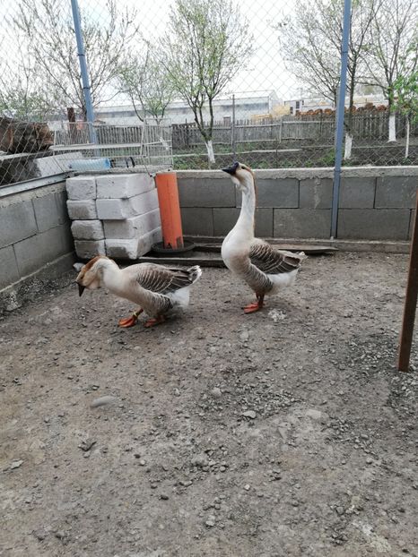  - A2 Gaste africane 2020