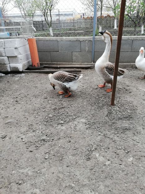  - A2 Gaste africane 2020