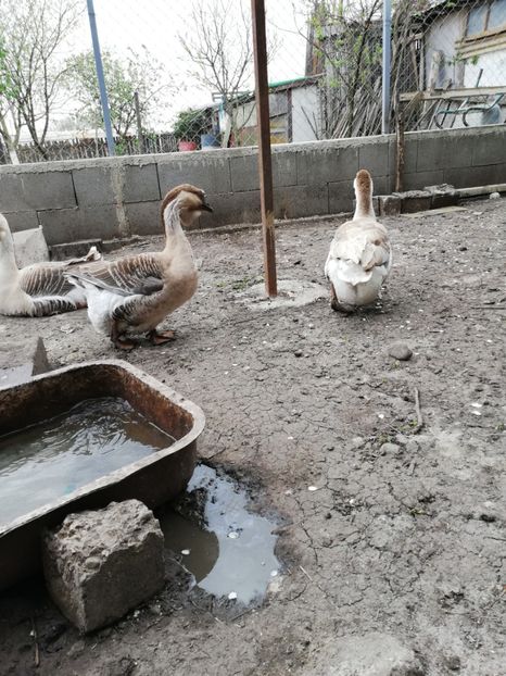  - A2 Gaste africane 2020