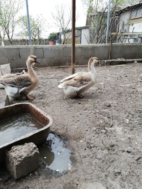  - A2 Gaste africane 2020