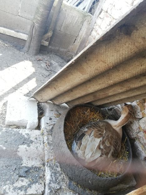  - A2 Gaste africane 2020