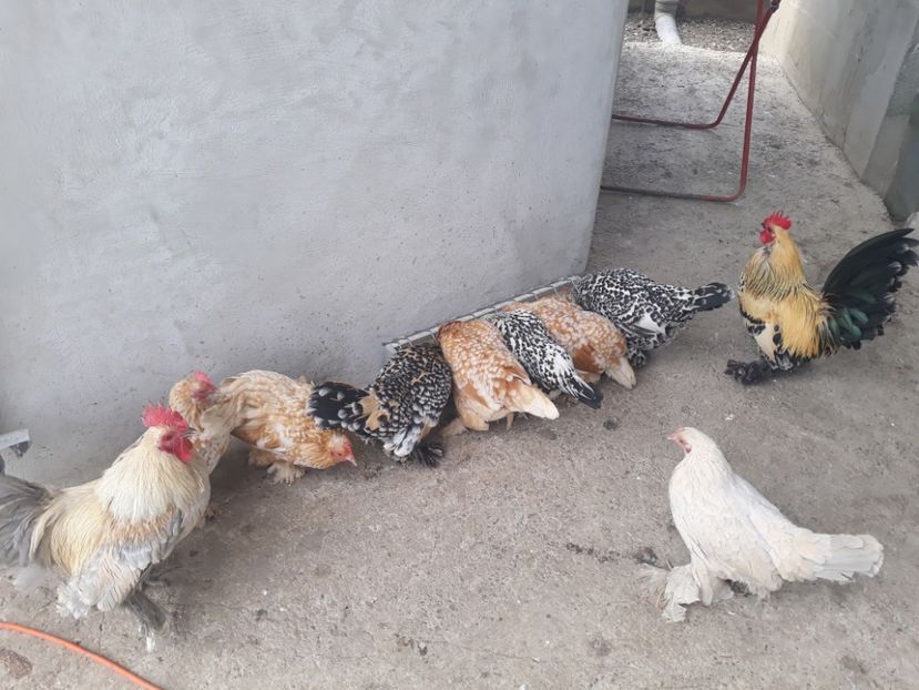  - Sectiunea 1A-Gaini mii de flori -oua si puisori!