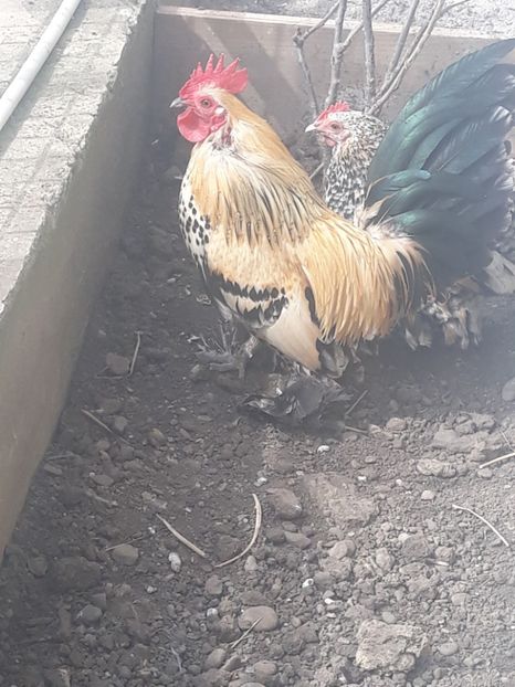  - Sectiunea 1A-Gaini mii de flori -oua si puisori!