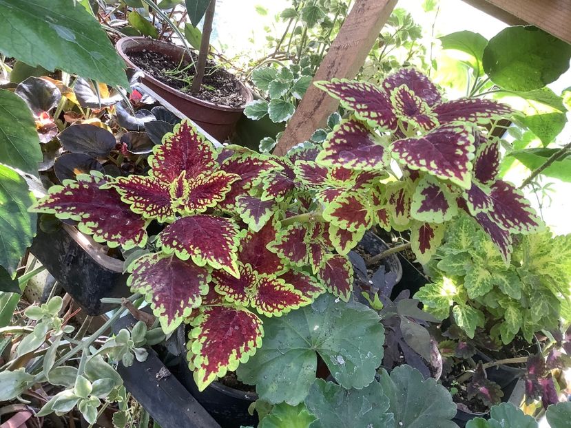  - Coleus Urzicuță