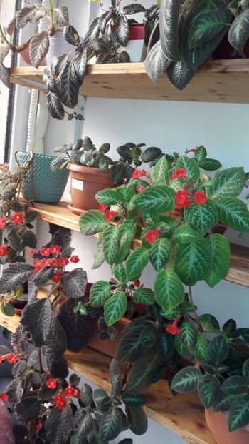 Apr 2020 - RAFTURI CU FLORI