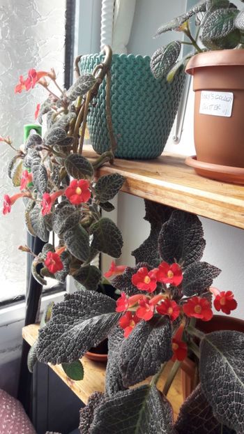 Apr 2020 - RAFTURI CU FLORI