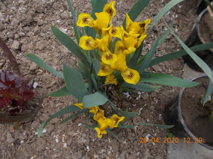 eyebright - IRISI PITICI 2020