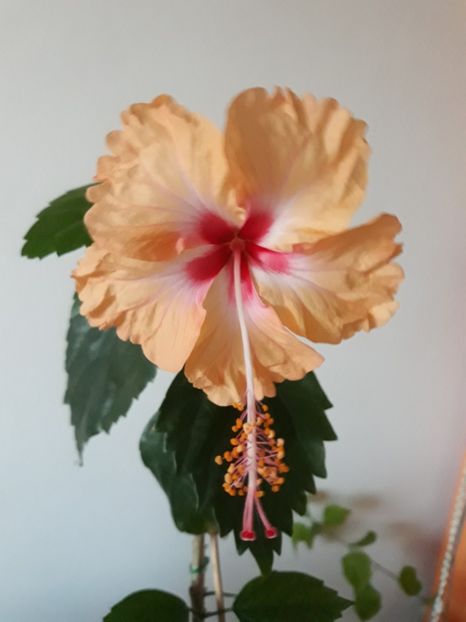 Antiles Saumon - Hibiscusi 2020