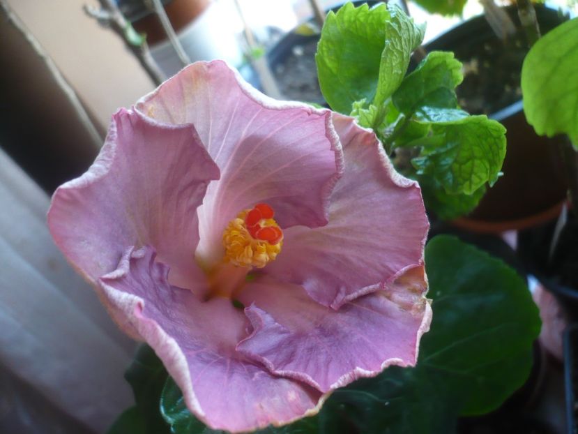 20.04.2020 - HIBISCUSI 2020-1