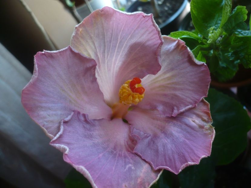 P1430629 - HIBISCUSI 2020-1