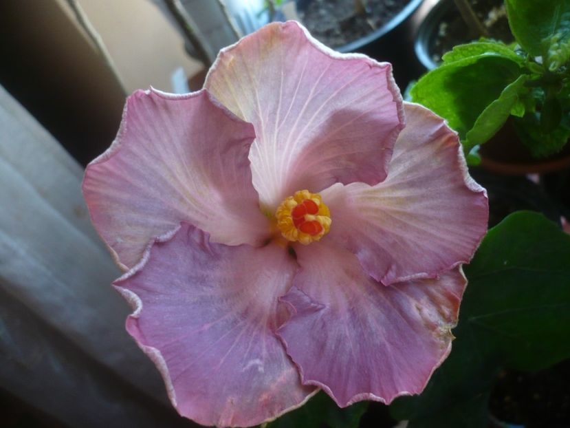 P1430630 - HIBISCUSI 2020-1