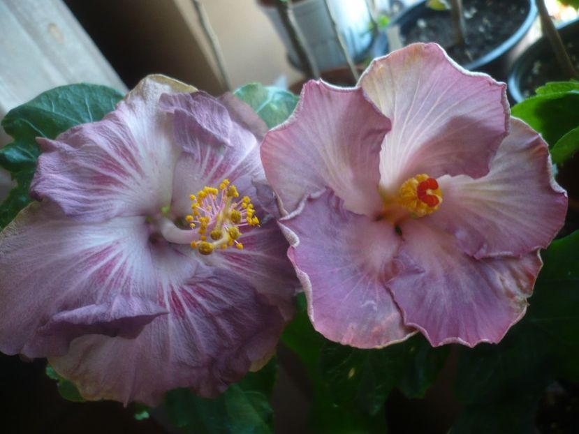 P1430631 - HIBISCUSI 2020-1