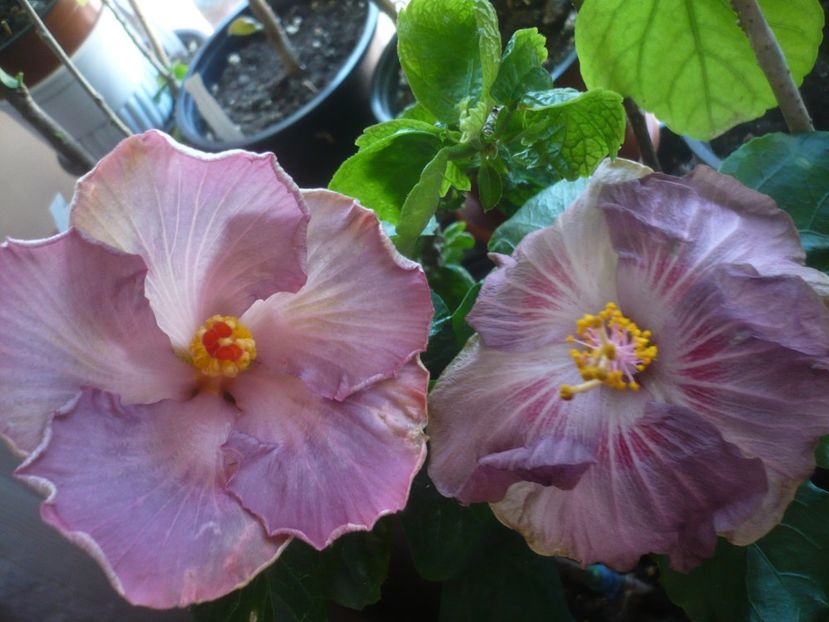 P1430632 - HIBISCUSI 2020-1