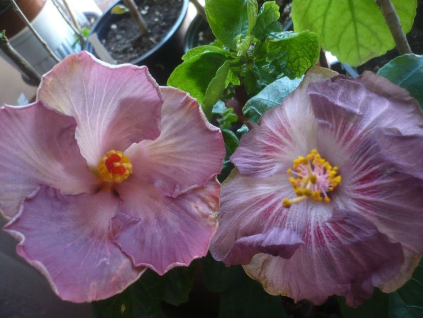 P1430633 - HIBISCUSI 2020-1