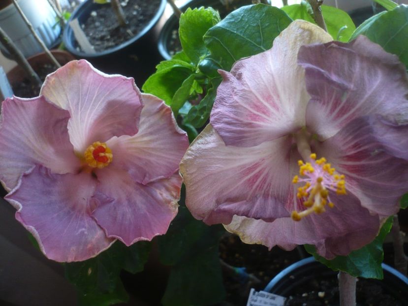 P1430634 - HIBISCUSI 2020-1