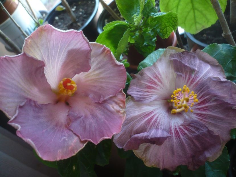 P1430635 - HIBISCUSI 2020-1